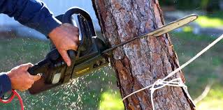 Trusted Hypoluxo, FL  Tree Services Experts