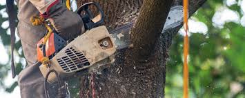 How Our Tree Care Process Works  in  Hypoluxo, FL